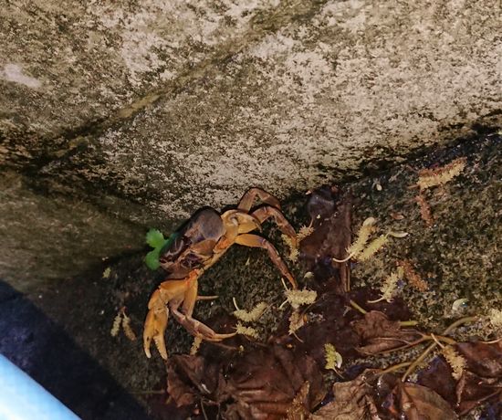 今日のブログ写真はオカガニさん