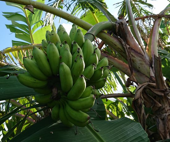 そろそろ収穫です