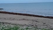 ビーチに海藻がいっぱい