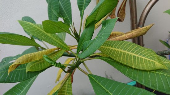 手塩に育てだけに塩害です