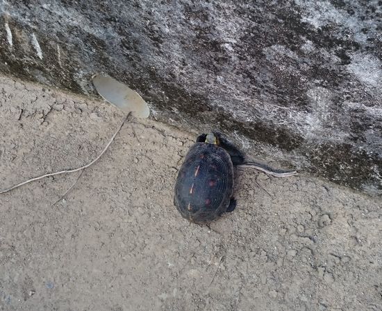 あら、こんいちは!