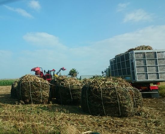 さとうきびの収穫が始まりました。