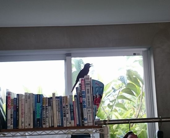 逃げまくっています。