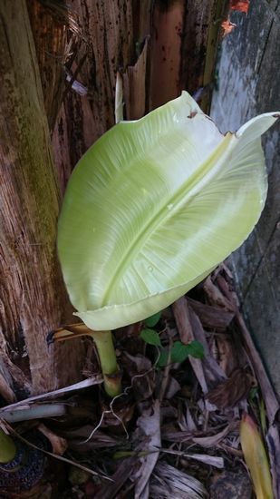 剪定したのに。。。