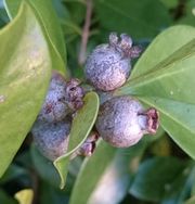 やっぱり食べごろがわからないストロベリーグアバ