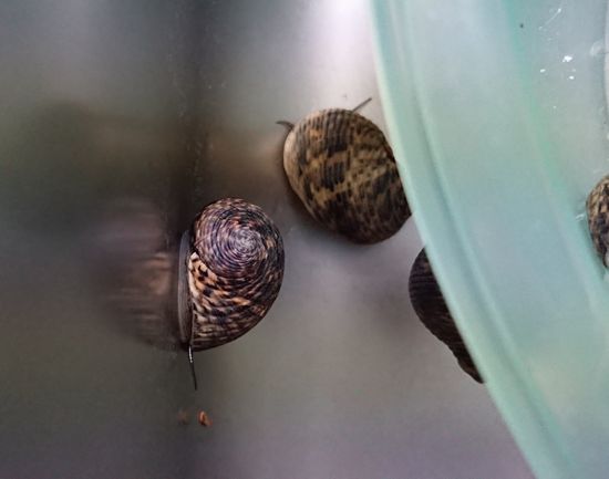 朝見ると、脱走しています