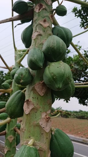 実が大きくなりませんね!