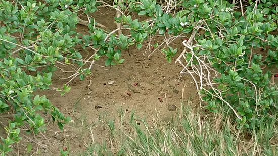 シオマネキさんがわしゃわしゃと