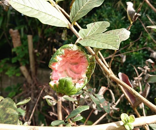 またグアバ。やられた