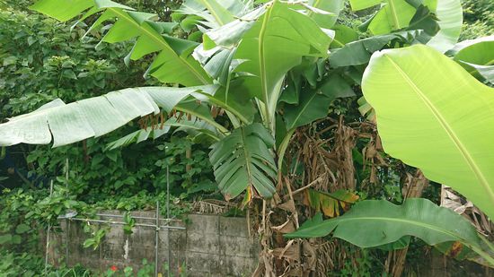庭のバナナ