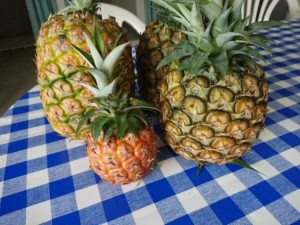 ご近所さんから頂き物♪ご当地、旬といえばパイン♪