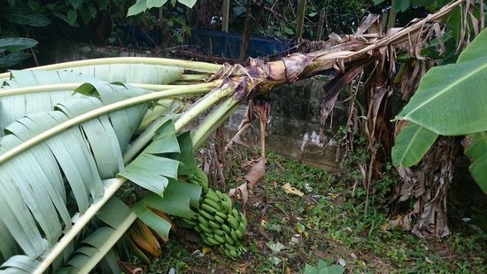収穫前のバナナの木、倒れています