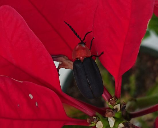 天然イルミネーションですね