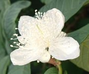 グアバの花