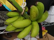 バナナの収穫