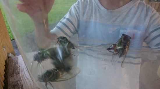 セミ、いっぱいです