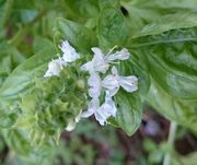 バジルの花が咲いています。