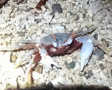 まだ見たことのないカニいっぱい