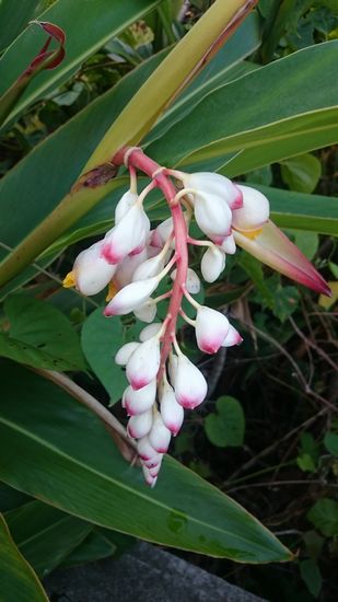 花が咲くとこんな感じです