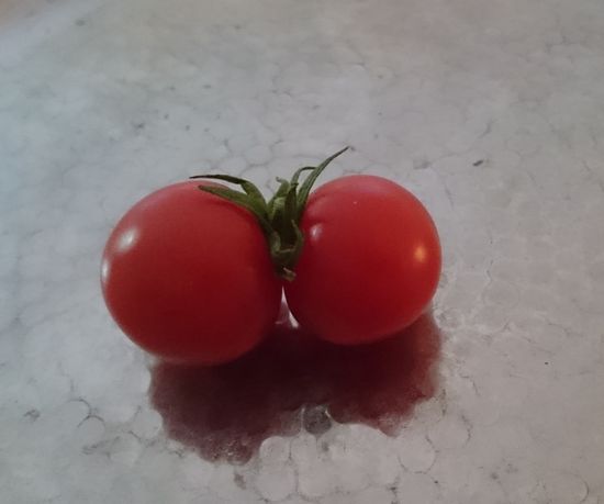 双子のトマトです