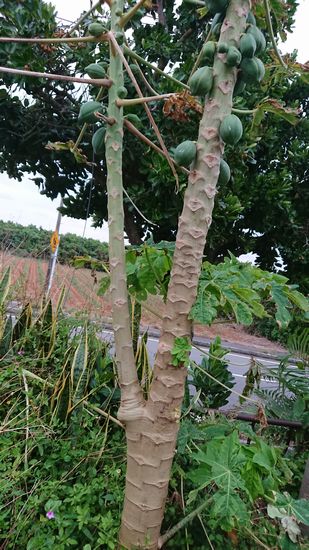 細い方の枝をカットすれば?