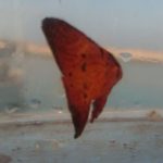 ナンヨウツバメウオの幼魚