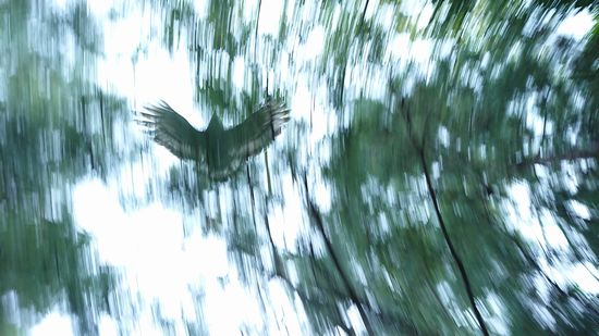 頭上を通過していきます！