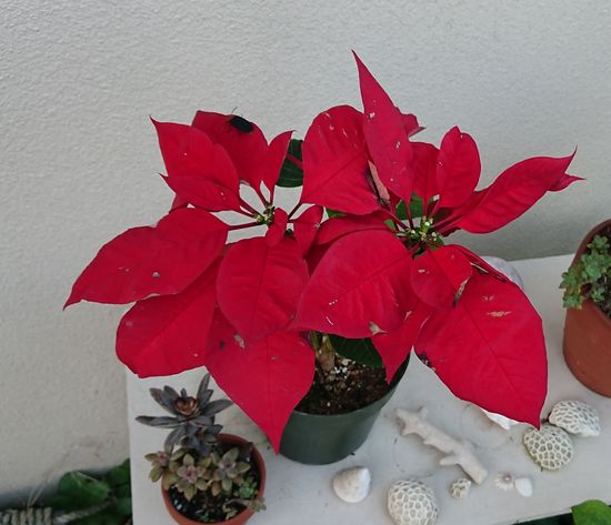 さんご礁の海からのクリスマス