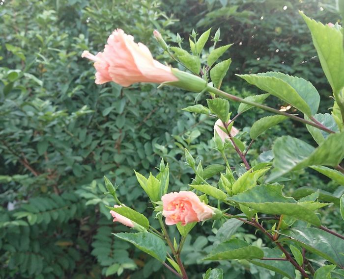 朝はまだ開花前