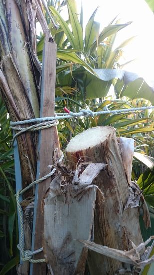 収穫した後は、カットです