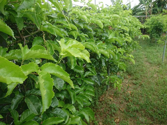 パッションフルーツ畑