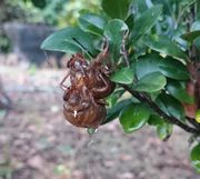 セミの抜け殻、重なっています。