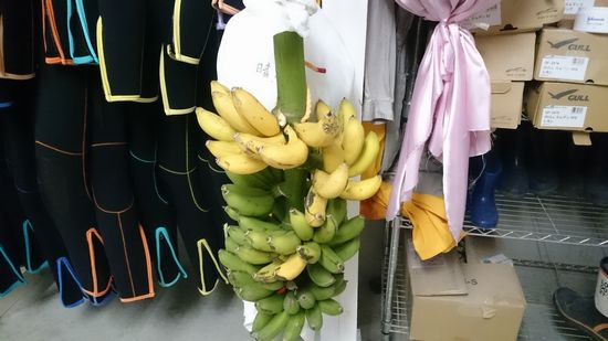 バナナの収穫です♪