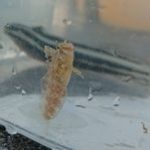 虫網で魚さんを捕まえる