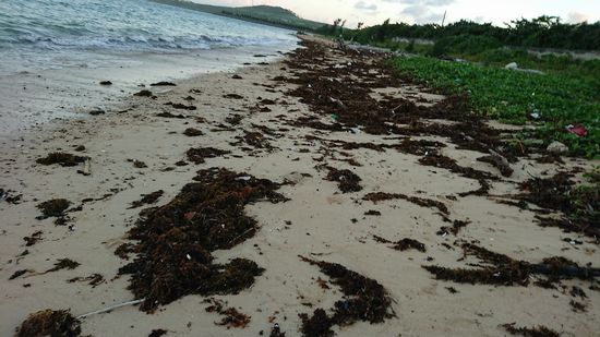 海藻がいっぱいビーチに。
