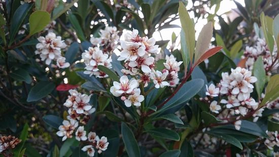 綺麗なお花は咲き終わったので。