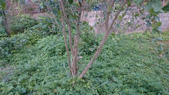 これでもですね。。。