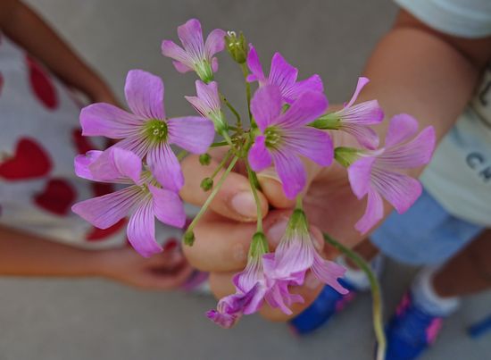 きれいなお花です