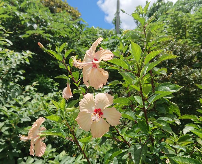 日中のハイビスカス