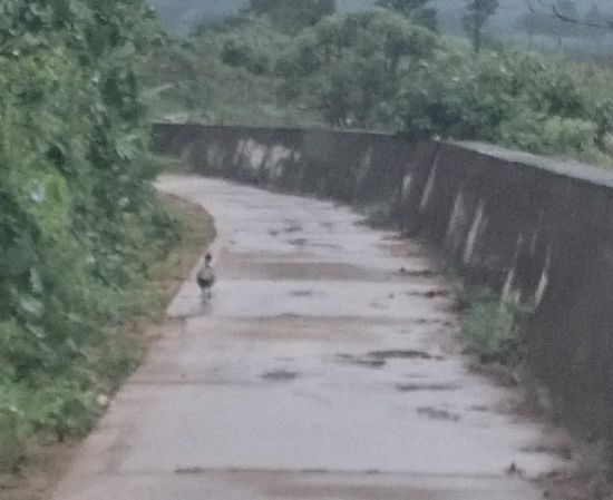 キジが逃走しています