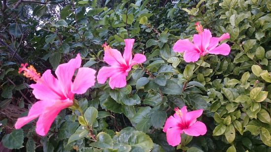 庭のハイビスカスも