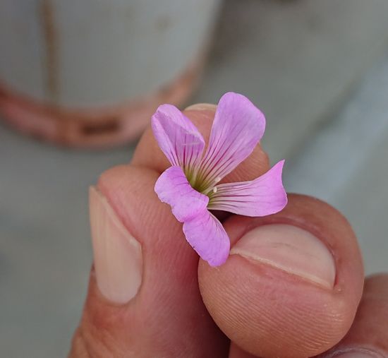 もぐもぐパックンです