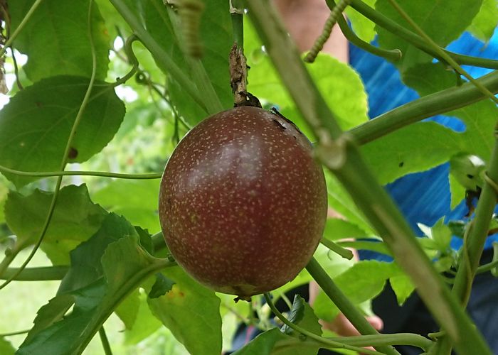 まだくっついています