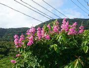 鮮やかな花です