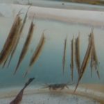 頭を下にして泳ぐヘコアユさん