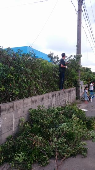 一気にカットです