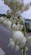 リュウゼツランの花
