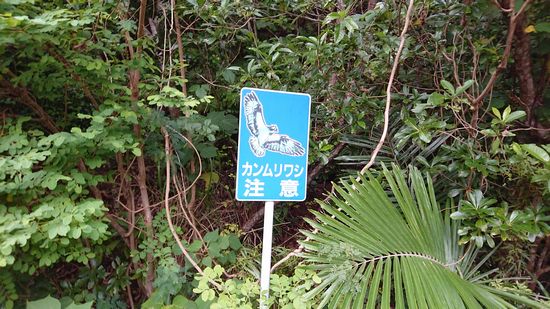 カンムリワシに注意