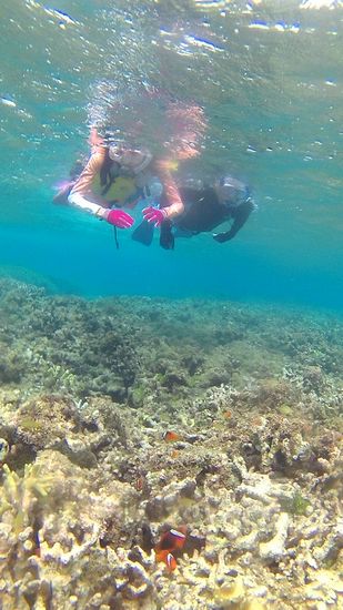 クマノミマンションを楽しんでいます。