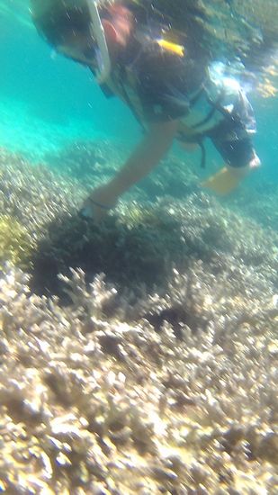 クマノミを見つけて喜んでいるお父さんです。